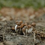 9 Mushrooms You’ll Actually Want to Eat (and Maybe Even Love)