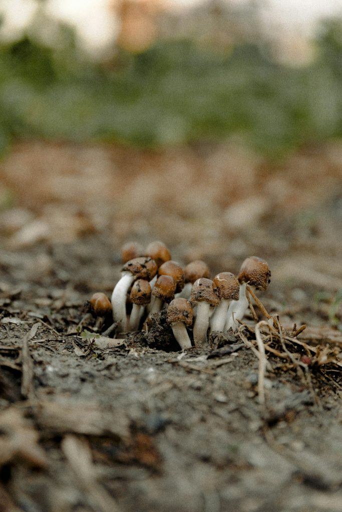 9 Mushrooms You’ll Actually Want to Eat (and Maybe Even Love)